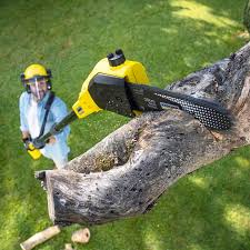 Best Lawn Renovation and Restoration  in USA